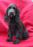 Du blason de mandrin - Cocker Spaniel Anglais - Portée née le 02/10/2012